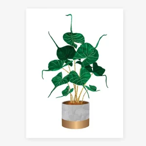 Affiche botanique Alocasia